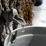 collecting sap to produce maple syrup