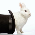 Rabbit playing with a magicians hat