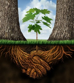 New business developmentgrowth concept with a group of two partner trees coming together as plant roots shaped as an agreement handshake resulting in the creation of a new growing team opportunity.